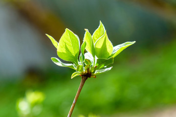 young lilac leaves in the sun