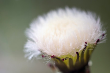 Close-up of a white dandelion. Background for your projects, free space for text. Fluffy dandelion seeds.
