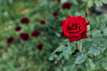 Big beautiful red flowers and green leaves