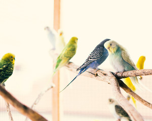 Pájaros de colores sobre rama de árbol