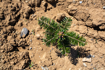 Christbaumsetzling 