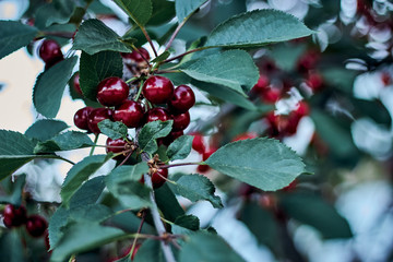 Large beautiful clusters of cherries, cherries and green leaves