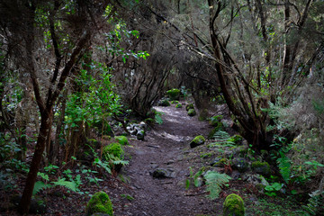 Parque cultural la Zarza, Bosco Benaohare
