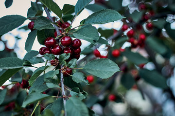 Large beautiful clusters of cherries, cherries and green leaves