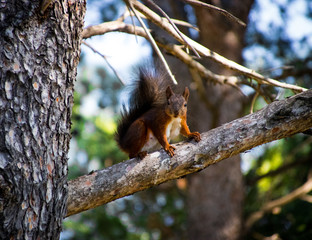 Squirrel looking 