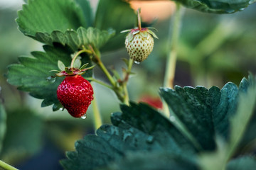 Large beautiful ripe strawberries and green leaves in the garden in the garden