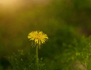 Dandelion. Yellow spring flower on a green blurry background. Macro. Nature.