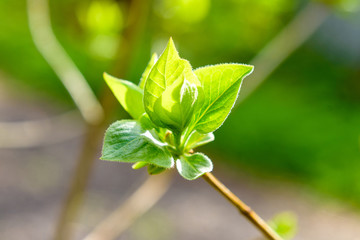 young lilac leaves in the sun