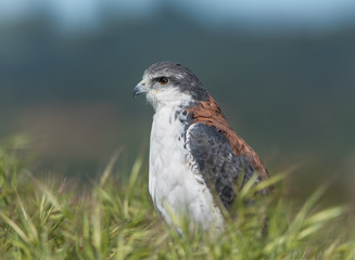 Busardo dorsirrojo (Geranoaetus polyosoma)