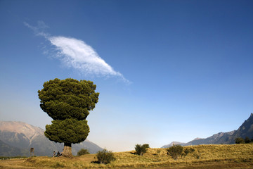 lonely tree on a hill patagonia argentina volcan lanin