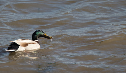 duck on the water