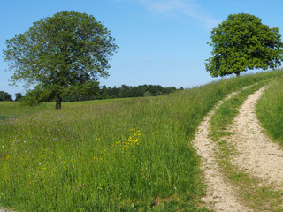 chemin dans la campagne au printemps - Suisse