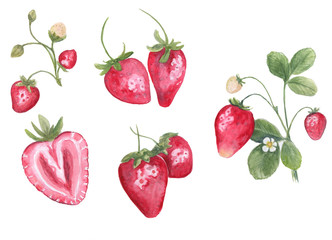 watercolor strawberry set isolated on white