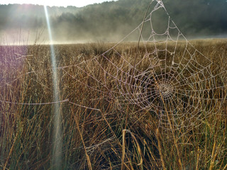 Tela de araña contraluz