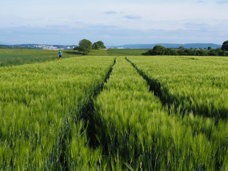 coureur au milieu des champs de blé