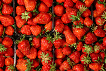 Red summer strawberries, fresh fruit in a box