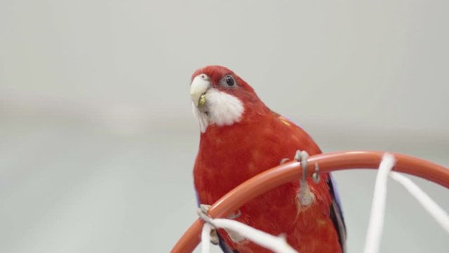 
rosella parrot walking on a basketball hoop