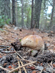 Boletus edulis