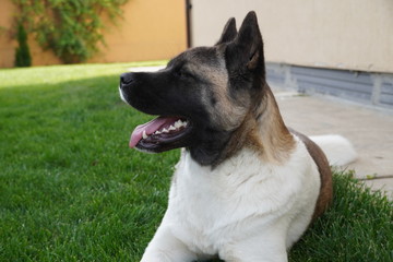 Young American Akita !!!