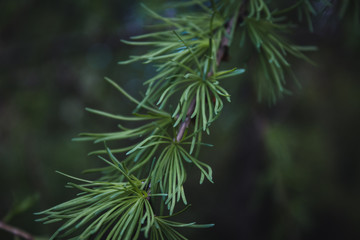 Background with beautiful green pine tree branches close up. Wallpaper  