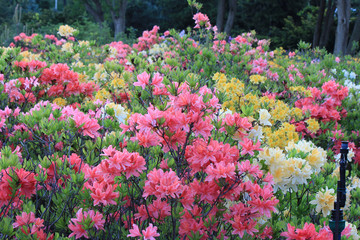 rhododendrons in park