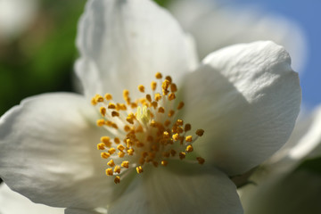 Blühender Pfeifenstrauch Philadelphus