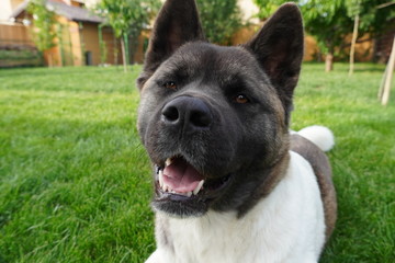 Young American Akita !!!