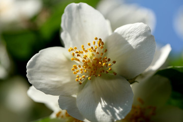 Blühender Pfeifenstrauch Philadelphus