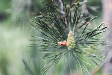 Naklejka na ściany i meble Background with beautiful a young pinecone blooms on a green pine branch