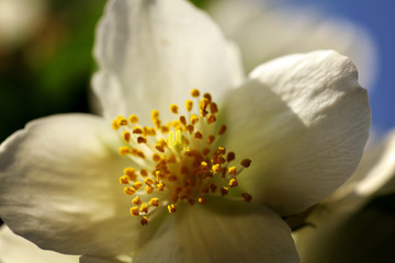 Blühender Pfeifenstrauch Philadelphus