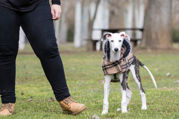 Baby spanish greyhound.