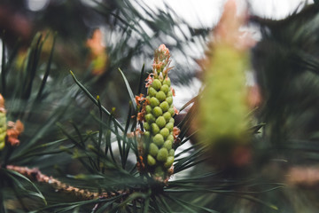 Background with beautiful a young pinecone blooms on a green pine branch
