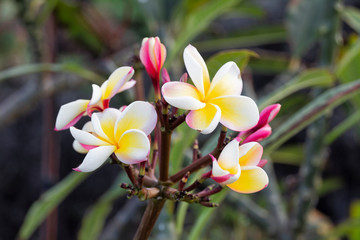 Fiore giallo fucsia frangipani