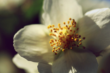 Blühender Pfeifenstrauch Philadelphus