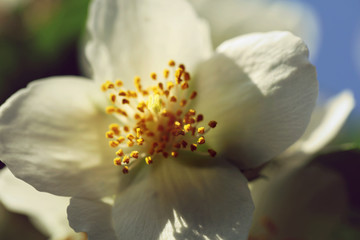 Blühender Pfeifenstrauch Philadelphus