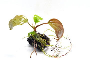 homalomena sp. red aquarium plant