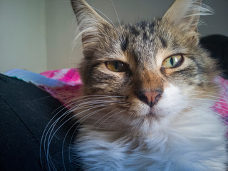 gato gatito, felino, mascota