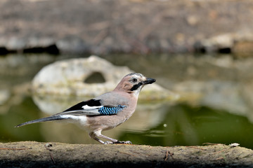 arrendajo en la charca en Marbella España (Garrulus glandarius)