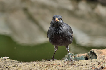 mirlo en la orilla del estanque (Turdus merula) Marbella España 
