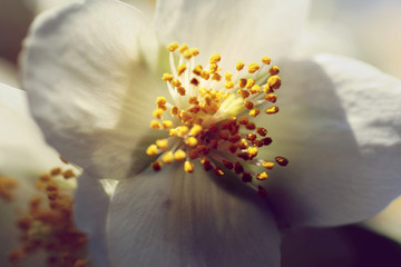 Blühender Pfeifenstrauch Philadelphus