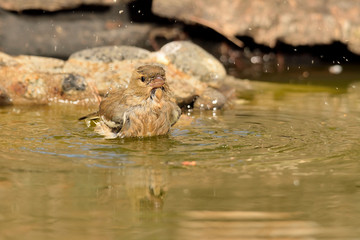 pinzón vulgar bañándose en el estanque (Fringilla coelebs) en Marbella España 