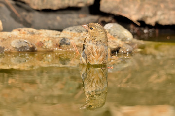 pinzón vulgar bañándose en el estanque (Fringilla coelebs) en Marbella España 