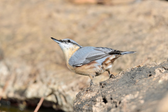 trepador azul en el estanque (Sitta europaea)