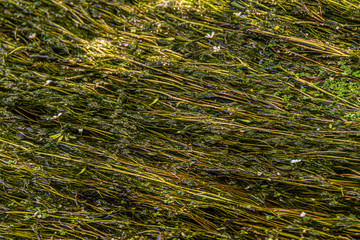 root plants and aquatic flowers washed away by a river current