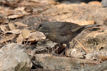 mirlo común  (Turdus merula) en el estanque Marbella Andalucía España