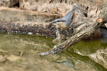 trepador azul bebiendo en el estanque  (Sitta europaea)
