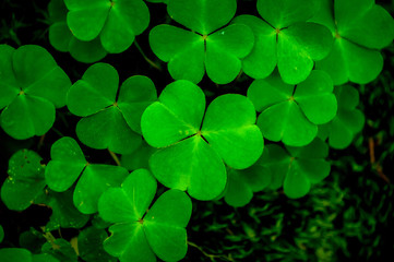 Background with green clover