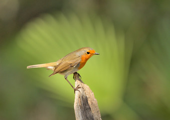petirrojo posado en una rama con fondo verde (Erithacus rubecula) Marbella Andalucía  España 