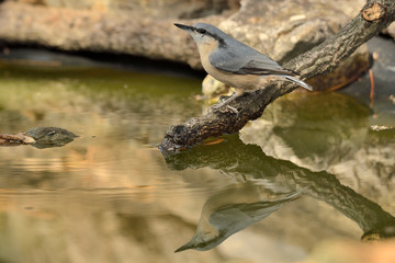 trepador azul posado en una rama   (Sitta europaea)