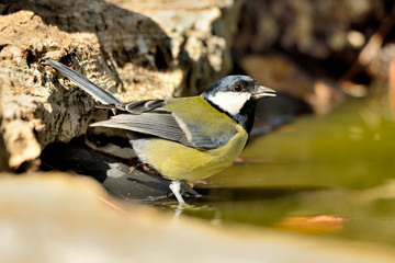 carbonero común bebiendo en el estanque (Parus major) Marbella Andalucía España 